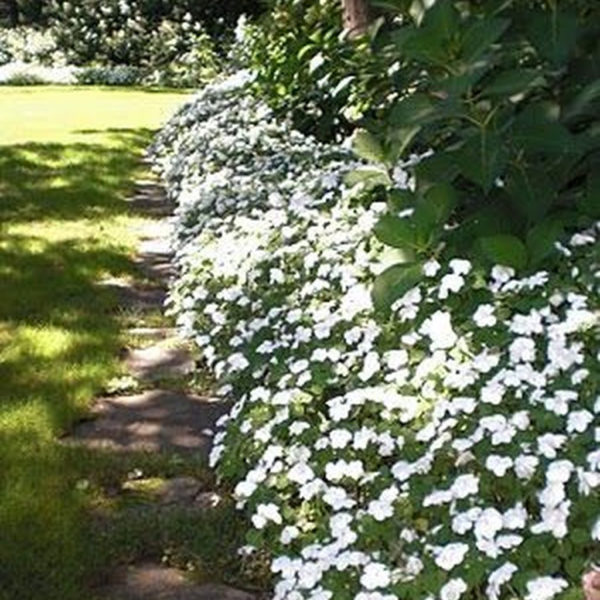 Elegant White Plants Garden Design Ideas For You 34