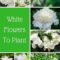Elegant White Plants Garden Design Ideas For You 35