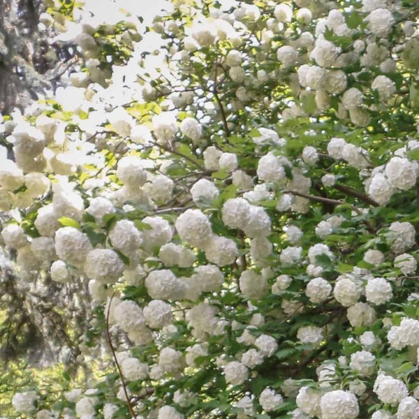 Elegant White Plants Garden Design Ideas For You 36