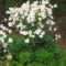Elegant White Plants Garden Design Ideas For You 37