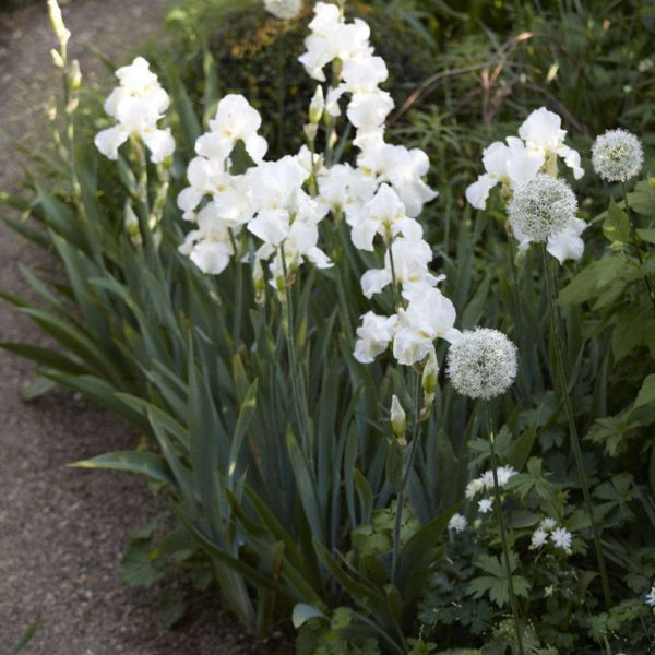 Elegant White Plants Garden Design Ideas For You 38