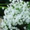 Elegant White Plants Garden Design Ideas For You 39