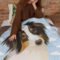 Casual Winter Decorating Ideas For Pet Lovers To Try Right Now 23