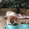 Casual Winter Decorating Ideas For Pet Lovers To Try Right Now 33