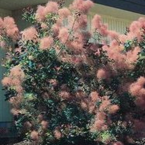 Sophisticated Pink Winter Tree Design Ideas That Looks So Cute 17