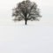 Delicate Tiny Winter Trees Design Ideas That You Should Try 06