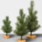 Delicate Tiny Winter Trees Design Ideas That You Should Try 36